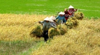 Tăng hạn mức nhận chuyển nhượng đất nông nghiệp từ 01/01/2025