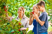 Cảnh báo lừa đảo đưa người lao động đi làm nông nghiệp tại Úc