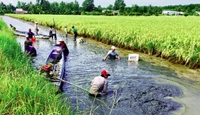 Trình tự thực hiện chuyển đổi cơ cấu cây trồng, vật nuôi trên đất trồng lúa