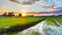 Từ 04/10/2024, chuyển đất trồng lúa sang đất ở trái phép phạt đến 400 triệu đồng