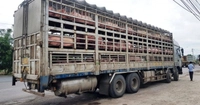 Xử lý nghiêm hành vi vận chuyển trái phép lợn từ nước ngoài vào Việt Nam