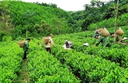 Gov’t leader orders acceleration of national green growth strategy