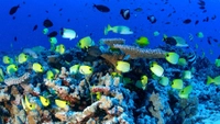 Vietnam to expand marine protected areas