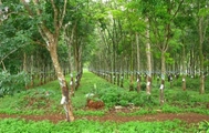 Từ 01/7/2025, hộ dân có thể được giao đất, giao rừng trực tiếp từ cấp xã