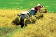 Đến năm 2030, thu nhập người dân nông thôn phấn đấu tăng gấp 2,5-3 lần so với năm 2020