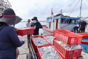 Điều kiện cấp, cấp lại Giấy phép khai thác thủy sản từ 25/01/2026