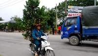 Chở đào, quất “vi vu” xe máy coi chừng bị phạt