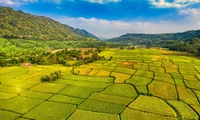 Đất nông nghiệp sử dụng ổn định trước 15/10/1993 vẫn được xem xét công nhận đất ở khi chưa có giấy tờ