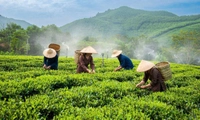 Từ 20/8/2026, mô hình khuyến nông tại vùng khó khăn được hỗ trợ tối đa 100% chi phí
