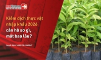 Thủ tục kiểm dịch thực vật nhập khẩu 2026: Hồ sơ và thời gian giải quyết