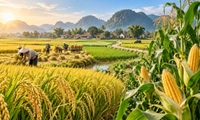 Thông tư 12/2026/TT-BNNMT: Lúa và ngô là 2 loài cây trồng chính tại Việt Nam