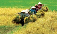 Thu nhập bình quân đầu người phải tăng từ 9,5%/năm để xã đạt tiêu chí thu nhập nông thôn mới