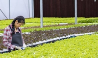 Hợp tác xã, liên hiệp hợp tác xã được bắt đầu kinh doanh từ thời điểm nào?