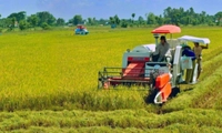 Từ 20/10/2026, hộ nghèo, cận nghèo được hỗ trợ tối đa 95% phí bảo hiểm nông nghiệp