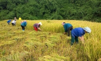 Từ 20/10/2026, người sản xuất nông nghiệp không thuộc hộ nghèo, cận nghèo được hỗ trợ tối đa 50% phí bảo hiểm