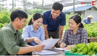 Tổ hợp tác phân chia hoa lợi, lợi tức và xử lý lỗ như thế nào?