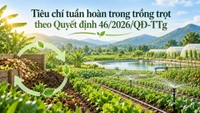 Quyết định 46/2026/QĐ-TTg quy định tiêu chí tuần hoàn trong trồng trọt như thế nào?
