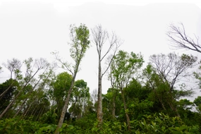 PM instructs intensification of forest fire prevention, control measures