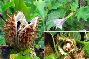 Bộ Y tế ban hành Danh mục dược liệu độc làm thuốc từ 10/10/2024