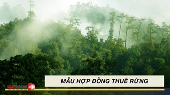 Mẫu hợp đồng thuê rừng mới nhất 2025