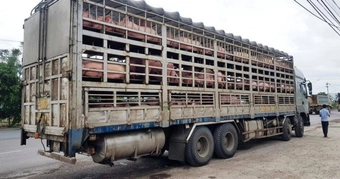 Xử lý nghiêm hành vi vận chuyển trái phép lợn từ nước ngoài vào Việt Nam