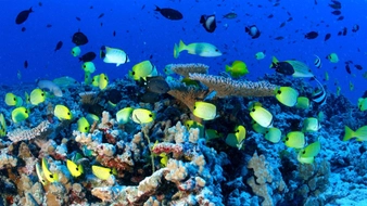 Vietnam to expand marine protected areas