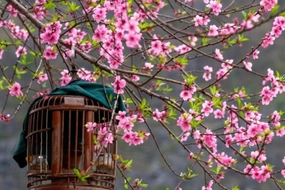 Thủ tướng đồng ý phương án nghỉ 9 ngày liên tiếp dịp Tết Nguyên đán 2026