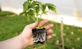 Bắt buộc phải có giấy phép kiểm dịch đối với cây mang theo bầu đất nhập khẩu vào Việt Nam