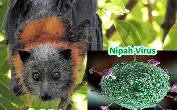 Bộ Y tế yêu cầu đặc biệt lưu ý an toàn thực phẩm trong phòng bệnh vi rút Nipah