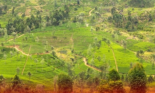 Cục Thuế yêu cầu đẩy mạnh xác định nghĩa vụ tài chính đất đai theo Nghị định 50/2026/NĐ-CP