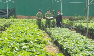 Từ 05/8/2026, áp dụng xử phạt VPHC lĩnh vực trồng trọt trên môi trường điện tử