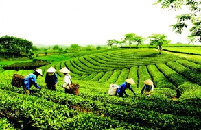 Đã có Nghị định 295/2026/NĐ-CP về đăng ký hợp tác xã, liên hiệp hợp tác xã