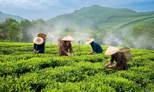 Từ 20/8/2026, mô hình khuyến nông tại vùng khó khăn được hỗ trợ tối đa 100% chi phí