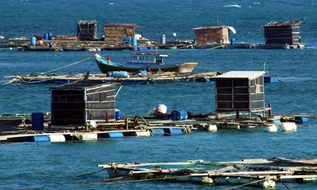 Thông tư 18/2026/TT-BNNMT: 4 mức thu tiền sử dụng biển để nuôi trồng thủy sản, xây dựng cảng cá