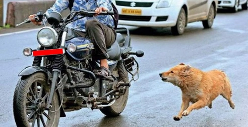 Để chó, mèo gây thương tích cho người khác phạt đến 3 triệu đồng từ 15/12/2025