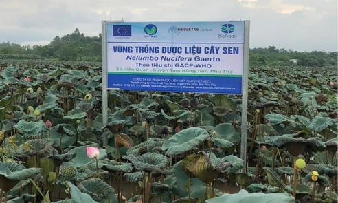 Từ 01/7/2026, UBND cấp tỉnh được cấp Giấy chứng nhận dược liệu đạt GACP 