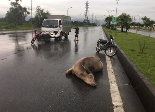 Gay-tai-nan-giao-thong-da-boi-thuong-thiet-hai-thi-co-bi-di-tu-khong