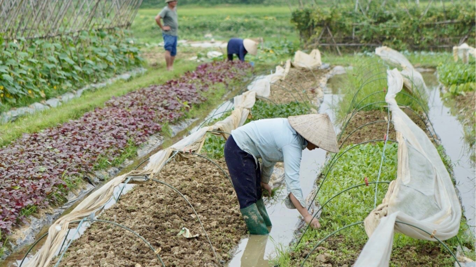 Bổ sung quy định về bồi thường đối với cây trồng, vật nuôi nhà nước thu hồi đất từ 15/8/2025 Bổ sung quy định về bồi thường đối với cây trồng, vật nuôi nhà nước thu hồi đất từ 15/8/2025