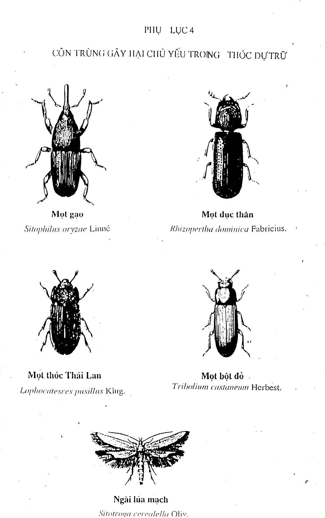 Quyết định 35/2004/QĐ-BTC của Bộ Tài chính về việc ban hành các tiêu chuẩn về bảo quản hàng hoá Dự trữ Quốc gia