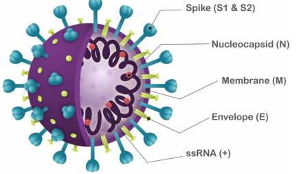 Quyết định 5188/QĐ-BYT của Bộ Y tế về việc ban hành Hướng dẫn phòng và kiểm soát lây nhiễm SARS-CoV-2 trong cơ sở khám bệnh, chữa bệnh