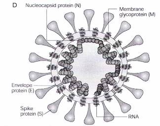 Quyết định 468/QĐ-BYT của Bộ Y tế về việc ban hành Hướng dẫn phòng và kiểm soát lây nhiễm bệnh viêm đường hô hấp cấp do vi rút Corona 2019 (COVID-19) trong các cơ sở khám bệnh, chữa bệnh
