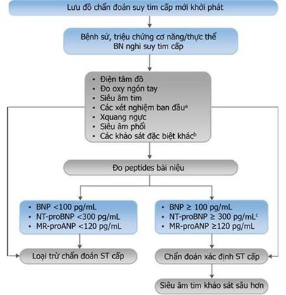Quyết định 1857/QĐ-BYT của Bộ Y tế về việc ban hành Tài liệu chuyên môn “Hướng dẫn chẩn đoán và điều trị suy tim cấp và mạn”