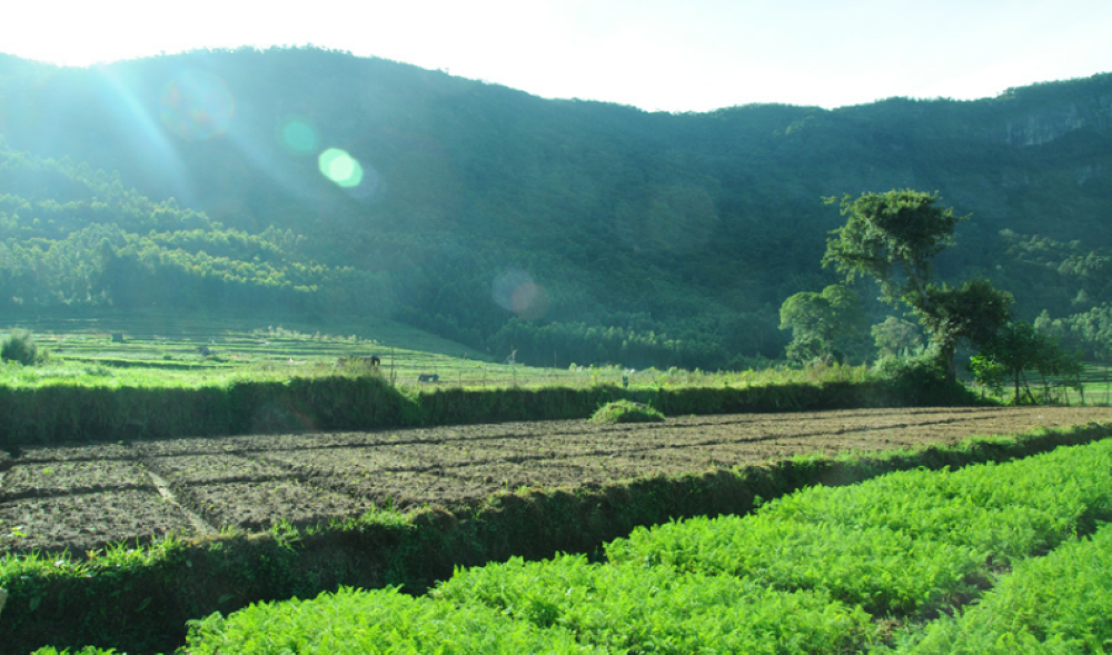 Mẫu Quyết định thu hồi đất/thu hồi đất và thu hồi rừng mới nhất