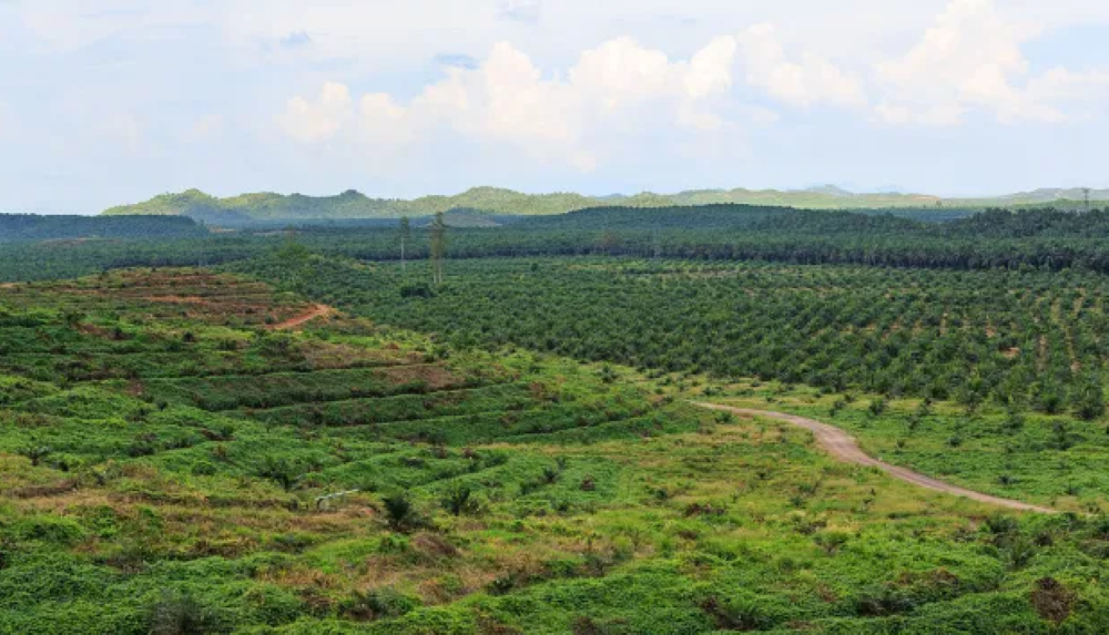 Mẫu Quyết định thu hồi đất/thu hồi đất và thu hồi rừng mới nhất