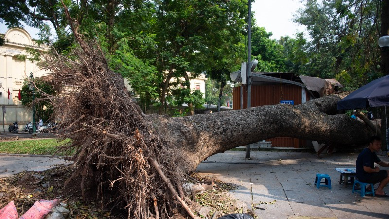 Quy định về đền bù, bồi thường thiệt hại do cây xanh gãy, đổ Quy định về đền bù, bồi thường thiệt hại do cây xanh gãy, đổ