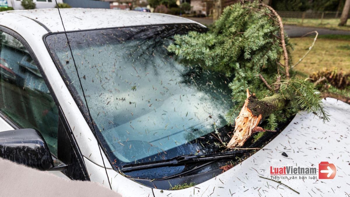 quy-dinh-ve-den-bu-thiet-hai-do-cay-xanh-gay-do