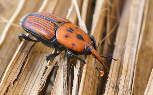 Danh mục loài ngoại lai xâm hại áp dụng từ 15/01/2026