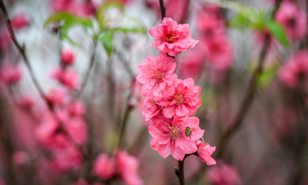 lich-nghi-tet-duong-lich-va-tet-nguyen-dan-2026-cua-hoc-sinh-ha-noi