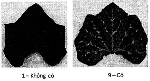 Thông tư 05/2014/TT-BNNPTNT của Bộ Nông nghiệp và Phát triển nông thôn về việc ban hành Quy chuẩn kỹ thuật quốc gia lĩnh vực trồng trọt
