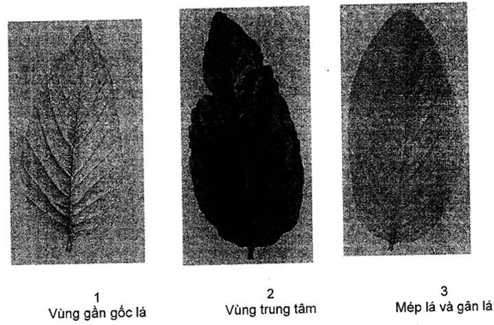 Thông tư 05/2014/TT-BNNPTNT của Bộ Nông nghiệp và Phát triển nông thôn về việc ban hành Quy chuẩn kỹ thuật quốc gia lĩnh vực trồng trọt